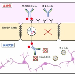 ダニ媒介性脳炎ウイルスを排除する「BBB透過型抗体」開発