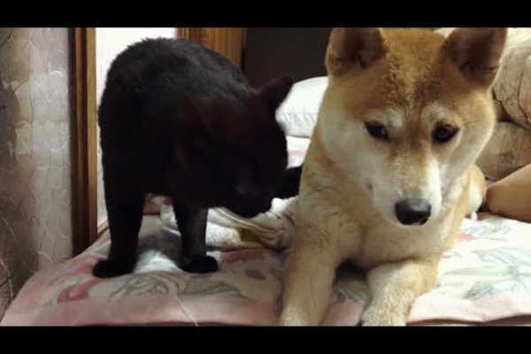 おもしろ動物の動画集め 19年01月