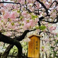 4月9日（木）の花🌸三昧•4…造幣局桜の通り抜け2