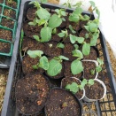 ルバーブの苗作り