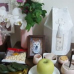 溺愛犬日記―僕は小春を愛しすぎている―