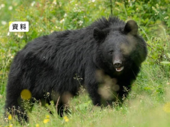 【岩手】クマに襲われたか　自宅周辺の沢で男性の遺体　遺体の近くでクマ目撃