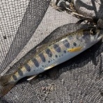  那珂川...清流の案山子