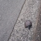 助けた亀に···