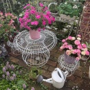 ＊小庭はサントリーフラワーズ祭りです(*´艸`*)