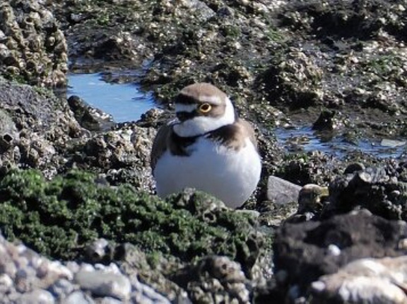 2026年3月8日の野鳥公園