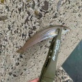 ⭐︎キス釣り調査隊⭐︎