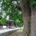2026天然記念物大銀杏でアオバズクを撮る15🦉📸（足利市鑁阿寺）