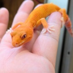 爬虫類クラブＪ千葉ニュータウン店