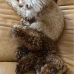 長崎ノア動物病院のブログ