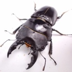 クワガタ備忘録