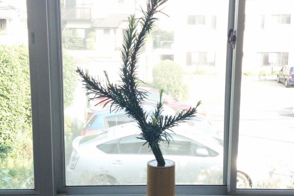 ゴンチャン花日記 いけばなブログ お花のお稽古