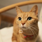 湘南凸凹柴WAN日記