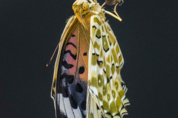 へんぽらいの祭り談義 羽化