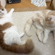 獣医さんから帰って来た猫に寄り添う猫