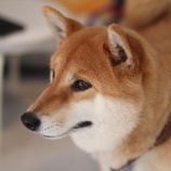 『【ご支援お願いします】Amazonほしい物リスト』の画像