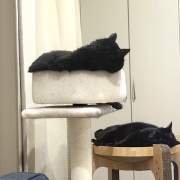 【猫写真】くつろぎ方で黒猫を見分ける