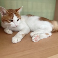 猫紹介★シュウジ