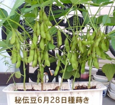 「秘伝豆」の収穫開始！「グランドペチカ」が急成長！3回目の「れんたろう」定植！「ミツバ」の手入れ！