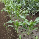 こりもせずトウモロコシ