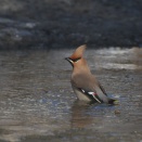 水たまりのキレンジャク Bohemian Waxwing