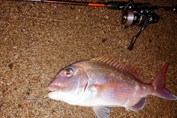 Fishing My Life マダイジギング