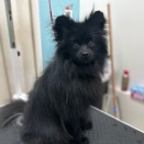 トリミングのお客様