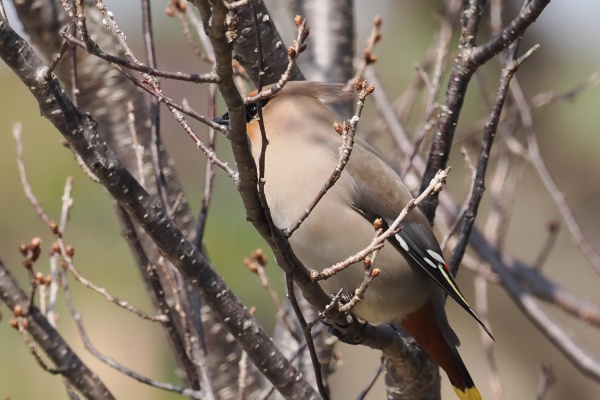 PenPenさんちの鳥撮りblog - 東高根森林公園