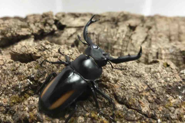 林檎のカブクワblog - ボイレアウシカクワガタ