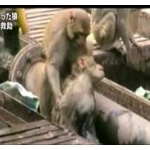 【動画】必死の救出劇！　感電した猿を仲間が懸命救助