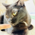Megさんのお当番日記『巻き込まれ事故』。