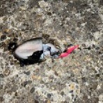        やっぱり投げ釣りが好き！