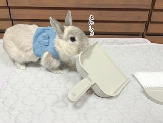うさぎのルリ(7/22追記)
