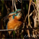 カワセミ（Common　Kingfisher）