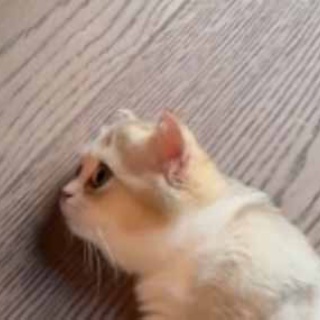 猫の動画 ねこわん！