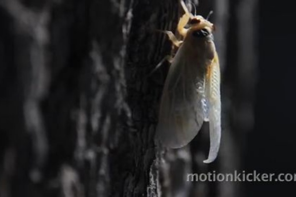 せみ 蝉 の一生のドキュメントに感動 面白動画 Funnymovie