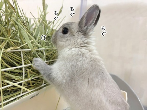 うさぎのルリ(4/4追記)