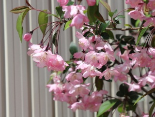 花海棠、ってご存知でしょうか？