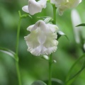 ウチョウラン　緑花交配