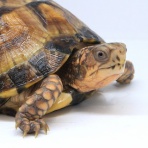 爬虫類クラブJ新潟店