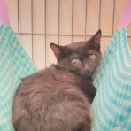 しゃーねこ家のblog