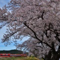 近江鉄道と桜③
