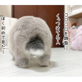 うさぎのルリ(9/13追記)