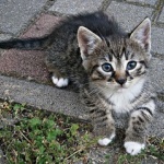 野良猫保護した結果ｗｗｗｗｗｗｗｗｗｗｗｗ