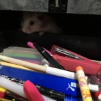 長毛ハムスター♪