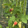 火曜日の雑記あれこれ ☀️☕️🍓