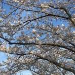 「整理収納アドバイザー1級」合格　非公式ガイド