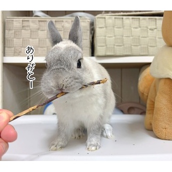 うさぎのルリ(5/10追記)