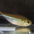 『9月23日(金)熱帯魚入荷情報～』の画像