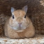 うのくらし